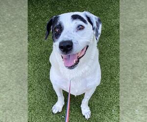 Labrador Retriever-Unknown Mix Dogs for adoption in Fayetteville, NC, USA