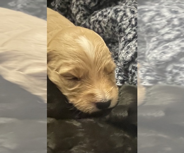Medium Photo #3 Goldendoodle Puppy For Sale in WICHITA, KS, USA