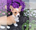 Puppy Short cake Pembroke Welsh Corgi
