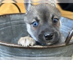Small #7 Alaskan Klee Kai-Pomeranian Mix