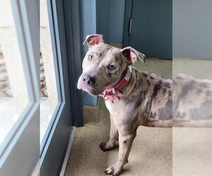 Catahoula Leopard Dog-Unknown Mix Dogs for adoption in Newton, NC, USA