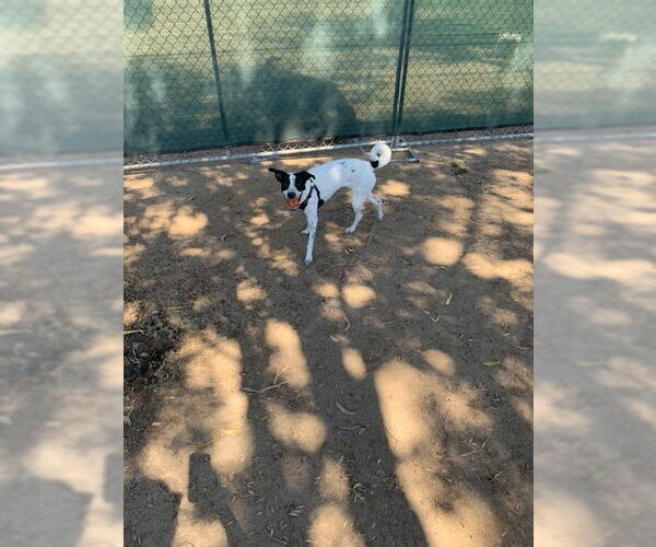 Medium Photo #4 Pointer-Unknown Mix Puppy For Sale in Dana Point, CA, USA