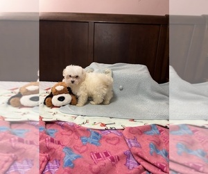Maltese-Poodle (Toy) Mix Puppy for sale in BENSON, NC, USA