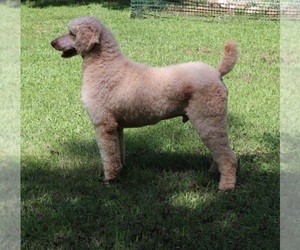 Father of the Goldendoodle puppies born on 01/18/2021