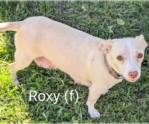 Dachshund-Unknown Mix Dogs for adoption in San Bernardino, CA, USA