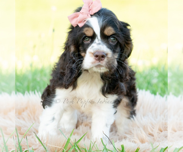 Medium Photo #4 Cocker Spaniel Puppy For Sale in WARSAW, IN, USA