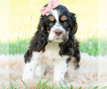 Small #3 Cocker Spaniel