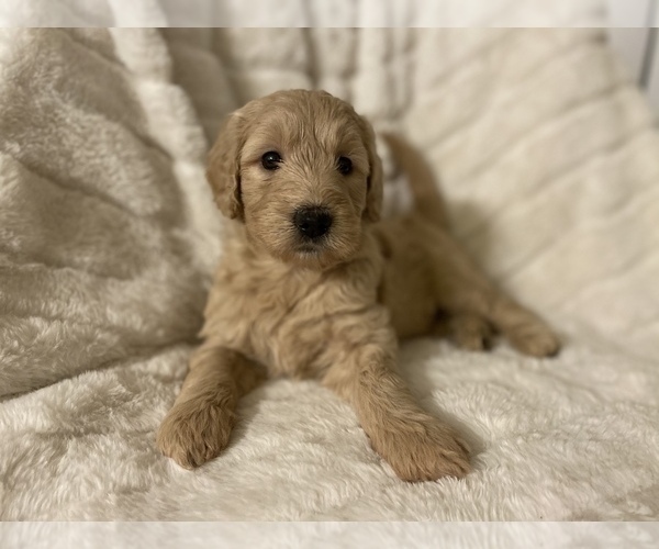 Medium Photo #8 Goldendoodle Puppy For Sale in CARMICHAEL, CA, USA