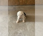 Puppy Puppy 1 Old English Sheepdog