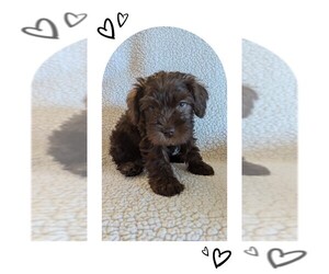 Schnauzer (Miniature) Puppy for sale in SAN BERNARDINO, CA, USA