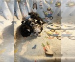 Litter of 16 - Male(s) and Female(s) Shorkie TzuLitter of Puppies for Sale - Photo #3