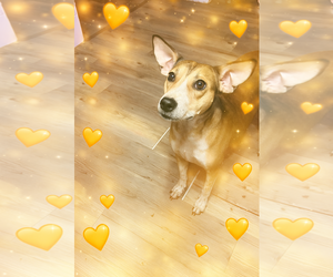 Chihuahua-Unknown Mix Dogs for adoption in MIDWAY, UT, USA
