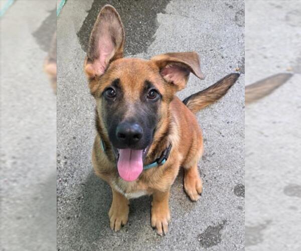 Medium Photo #3 Anatolian Shepherd-German Shepherd Dog Mix Puppy For Sale in Woodland, CA, USA