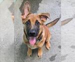 Small #2 Anatolian Shepherd-German Shepherd Dog Mix