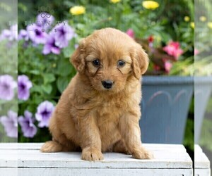 Goldendoodle Puppy for sale in LITITZ, PA, USA