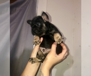 French Bulldog Puppy for sale in MONETTE, AR, USA