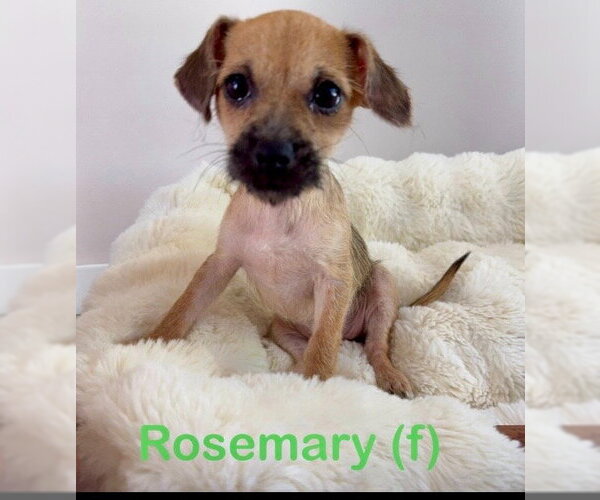 Medium Photo #1 Chihuahua-Unknown Mix Puppy For Sale in Jefferson, NJ, USA