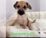 Small Chihuahua Mix