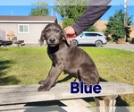 Puppy Dark Blue Labrador Retriever