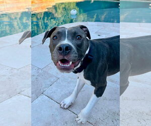 American Pit Bull Terrier-Unknown Mix Dogs for adoption in Germantown, OH, USA