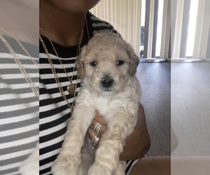 Shih-Poo Puppy for sale in TAMPA, FL, USA