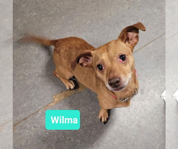 Medium Photo #3 Chiweenie Puppy For Sale in Richmond, IN, USA