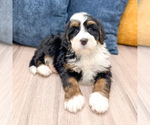 Small #4 Bernedoodle (Miniature)