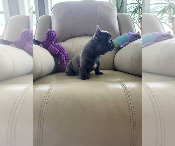 Medium Photo #7 French Bulldog Puppy For Sale in TREVOSE, PA, USA