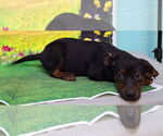 Small #3 Labrador Retriever Mix
