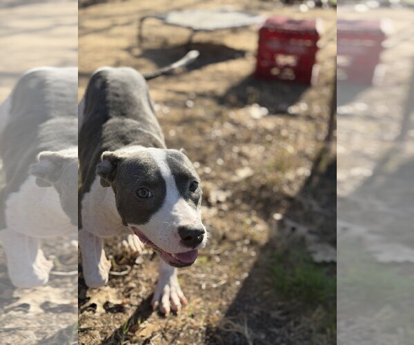 Medium Photo #7 Mutt Puppy For Sale in St. Louis Park, MN, USA