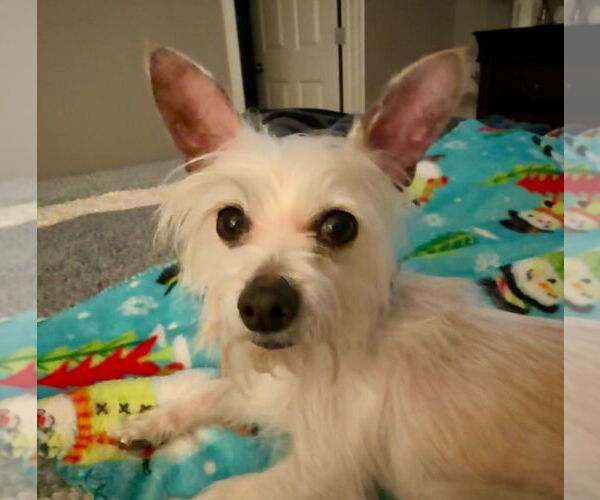 Medium Photo #2 Mutt Puppy For Sale in Claremore, OK, USA