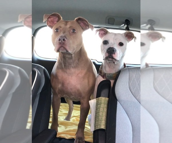 Medium Photo #6 American Pit Bull Terrier-Unknown Mix Puppy For Sale in Germantown, OH, USA