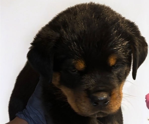 Medium Photo #14 Rottweiler Puppy For Sale in WORTH, IL, USA