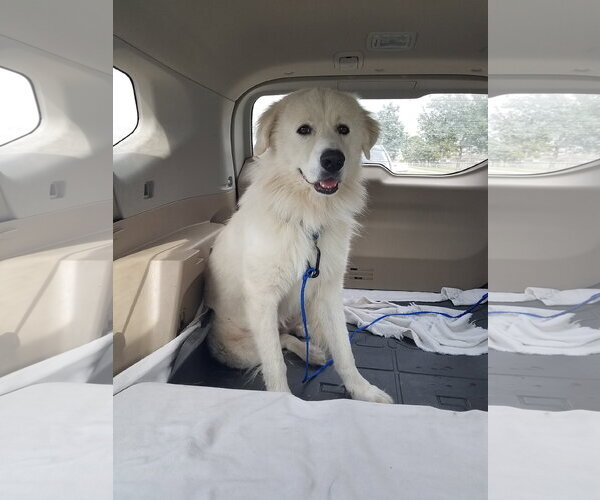 Medium Photo #48 Chow Chow-Great Pyrenees Mix Puppy For Sale in Houston, TX, USA