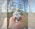Puppy Dasher West Highland White Terrier
