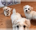 Small Photo #12 Maltese Puppy For Sale in WOODSTOCK, CT, USA