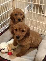 Golden Retriever Puppy for sale in EARLING, IA, USA