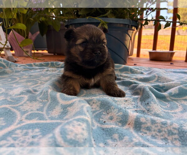 Medium Photo #3 Mutt Puppy For Sale in Pacolet, SC, USA