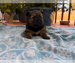 Small #2 Mutt