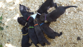 Dutch Shepherd Dog Puppy for sale in SILER CITY, NC, USA