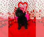 Small #1 Poodle (Miniature)-Poodle (Toy) Mix