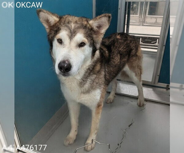 Medium Photo #1 Siberian Husky Puppy For Sale in Oklahoma City, OK, USA
