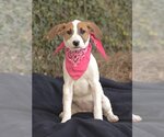 Small Photo #3 Doberman Pinscher-Pointer Mix Puppy For Sale in Dana Point, CA, USA