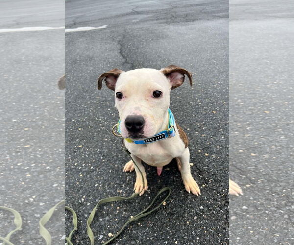 Medium Photo #24 American Pit Bull Terrier-Unknown Mix Puppy For Sale in Derwood, MD, USA