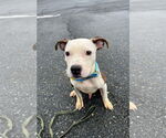 Small #23 American Pit Bull Terrier Mix