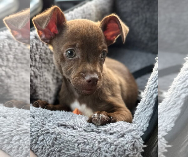 Medium Photo #2 Chihuahua-Unknown Mix Puppy For Sale in Newport Beach, CA, USA