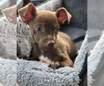 Small #1 Chihuahua Mix