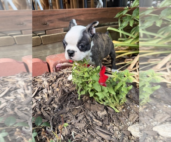 Medium Photo #4 Boston Terrier Puppy For Sale in FREDONIA, KS, USA