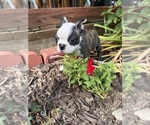 Small #3 Boston Terrier