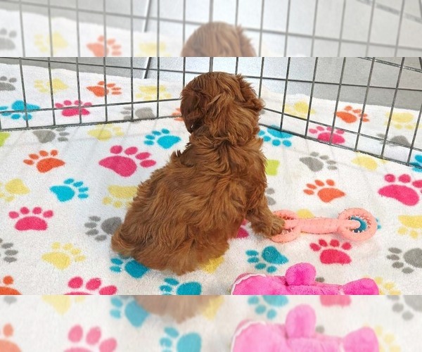 Medium Photo #4 Cavapoo (Miniature)-Poodle (Toy) Mix Puppy For Sale in ORO VALLEY, AZ, USA